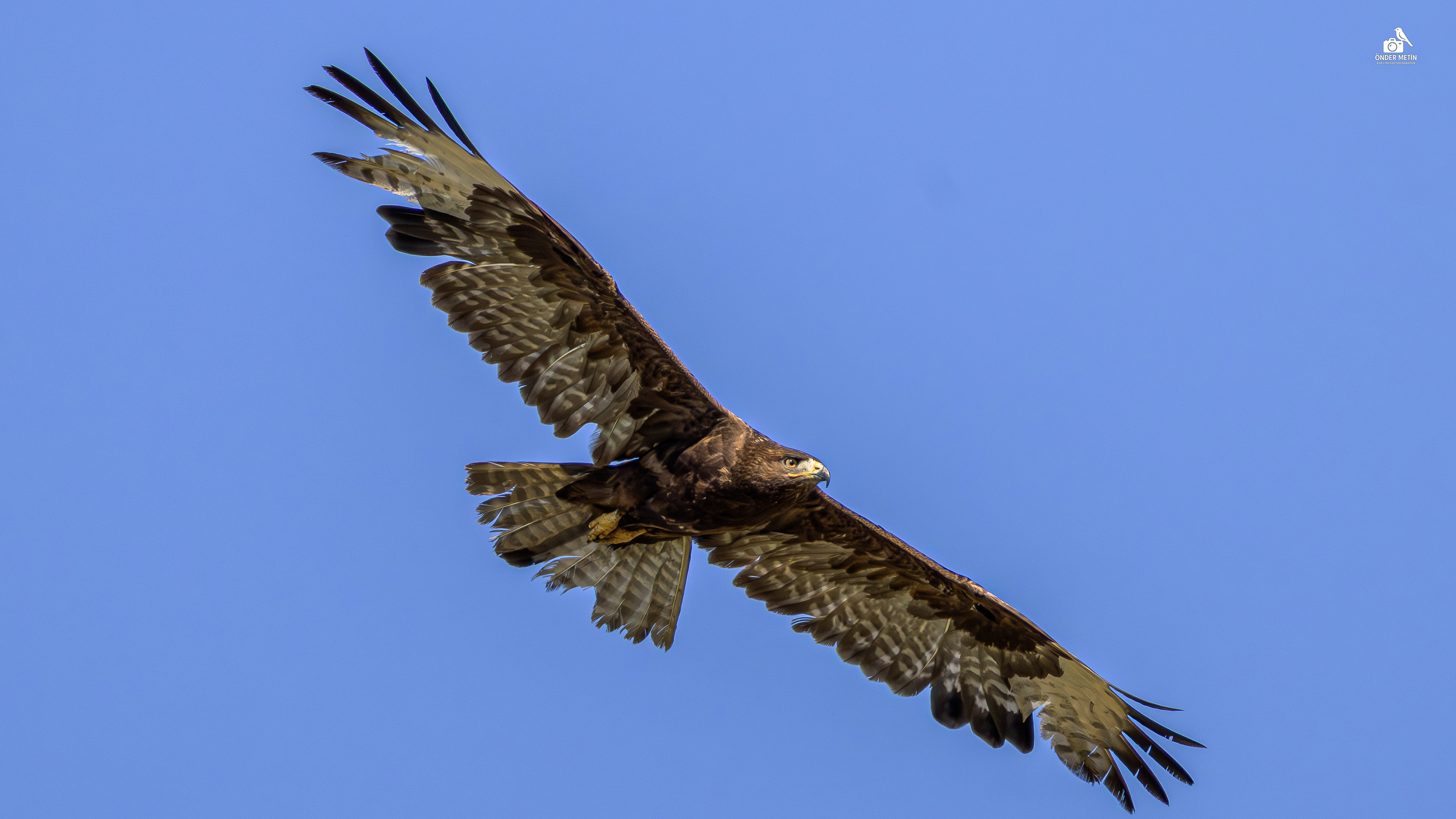 Kızıl şahin » Long-legged Buzzard » Buteo rufinus