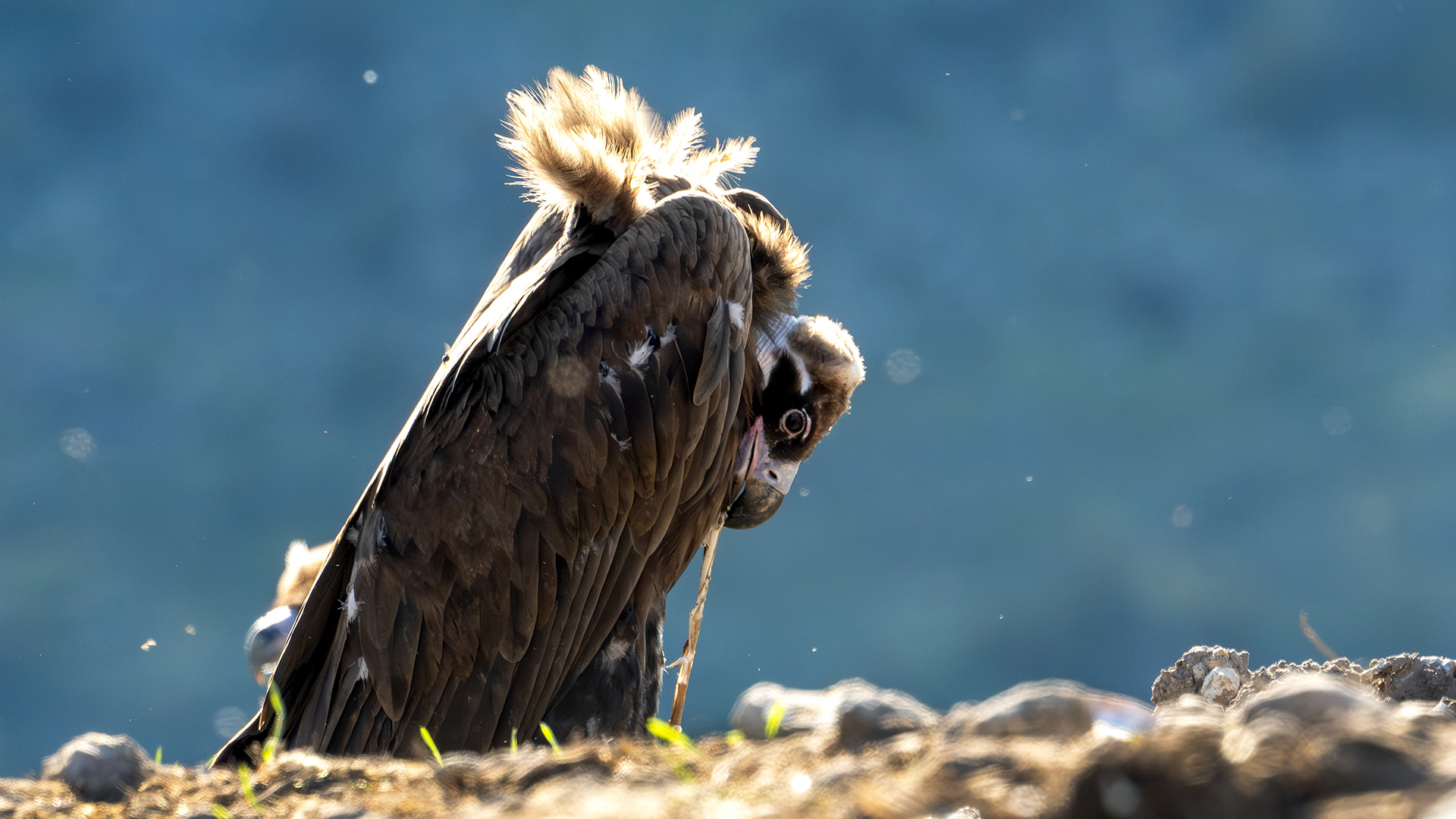 Kara akbaba » Cinereous Vulture » Aegypius monachus