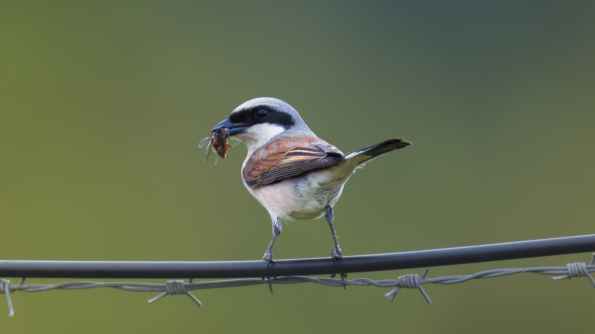 Kızılsırtlı örümcekkuşu » Red-backed Shrike » Lanius collurio