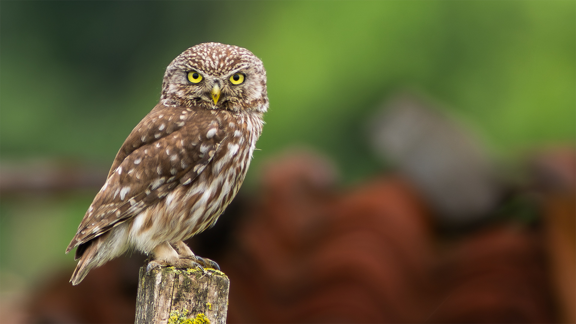 Kukumav » Little Owl » Athene noctua
