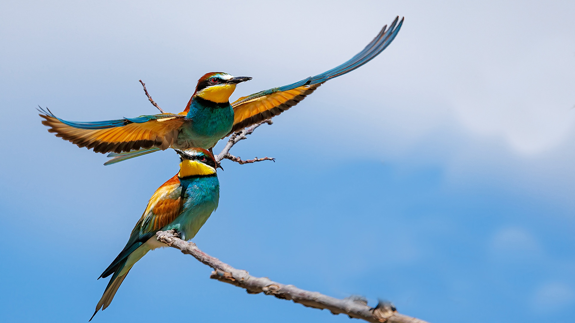 Arıkuşu » European Bee-eater » Merops apiaster