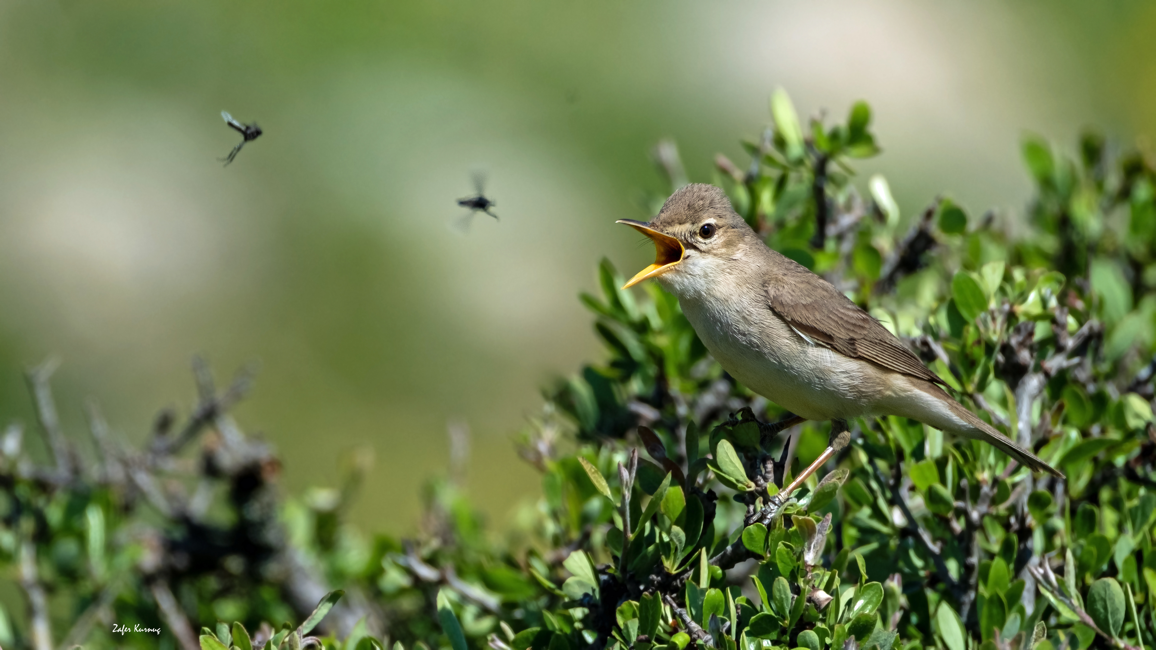 Eastern Olivaceous Warbler