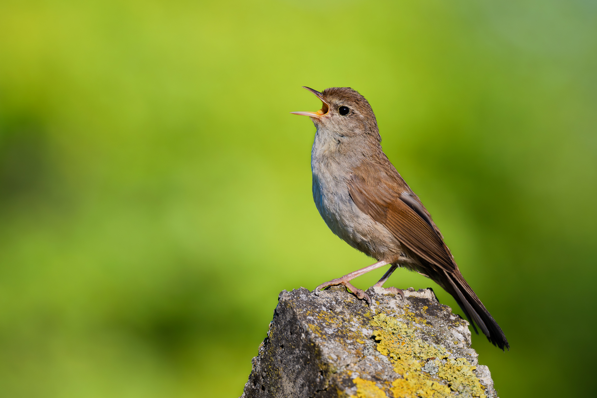 Cetti`s Warbler