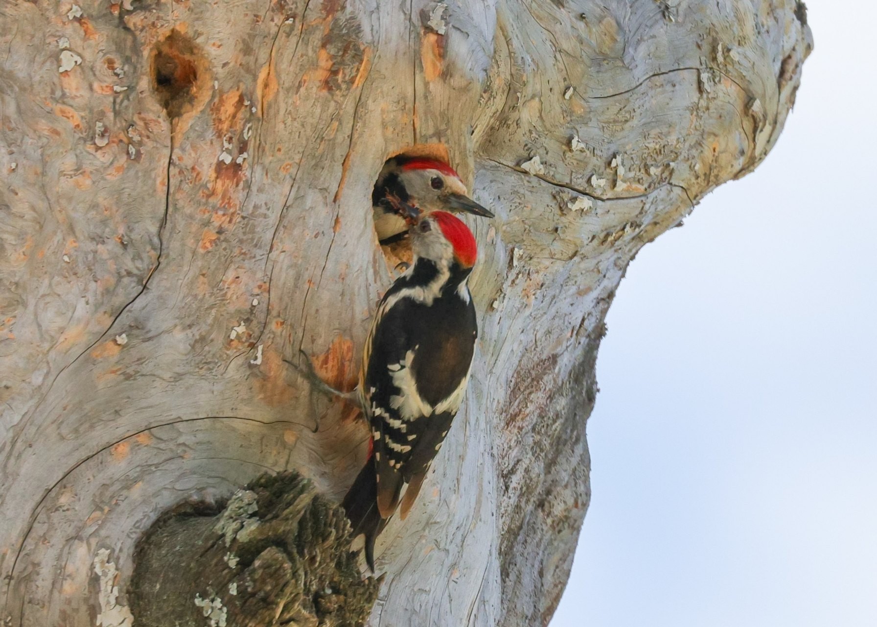 Middle Spotted Woodpecker