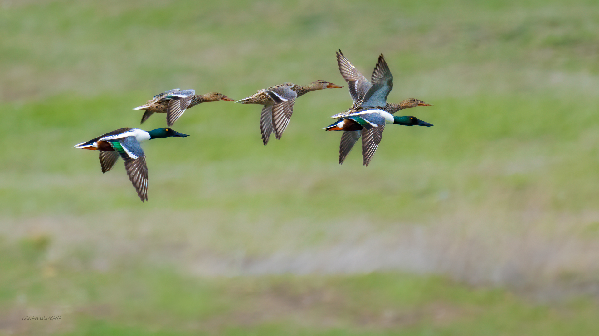 Northern Shoveler
