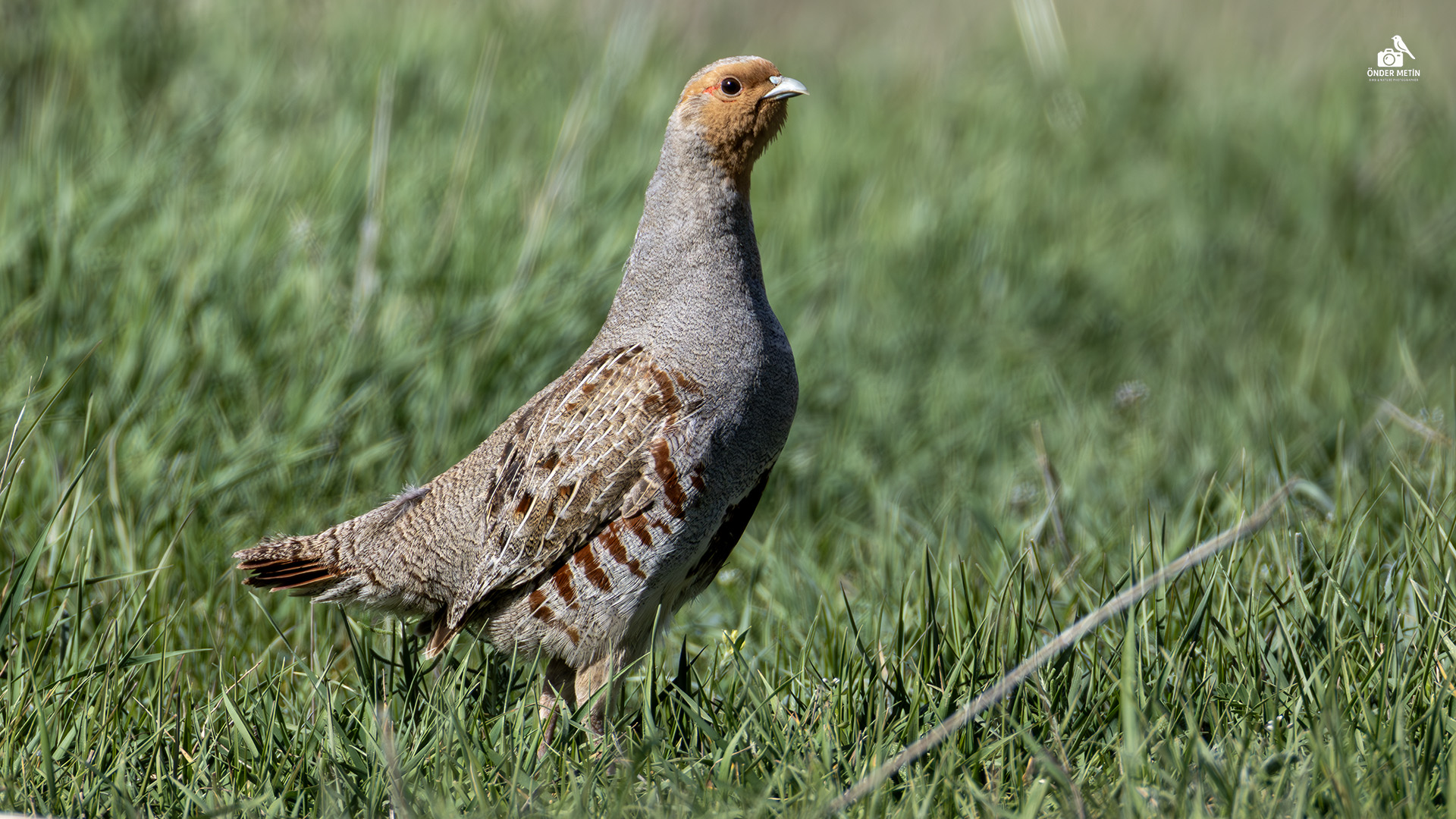 Çilkeklik » Grey Partridge » Perdix perdix
