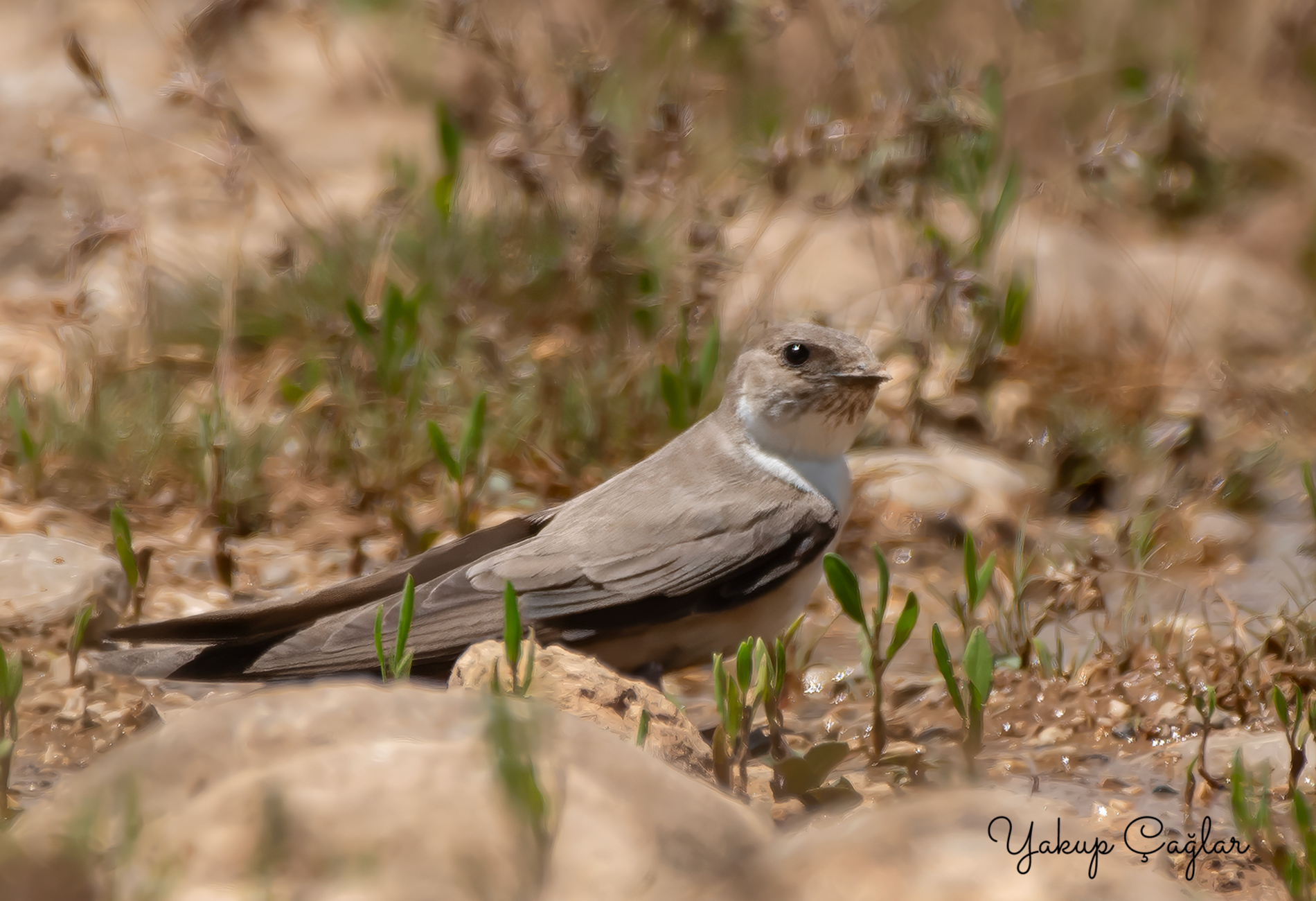 Eurasian Crag Martin