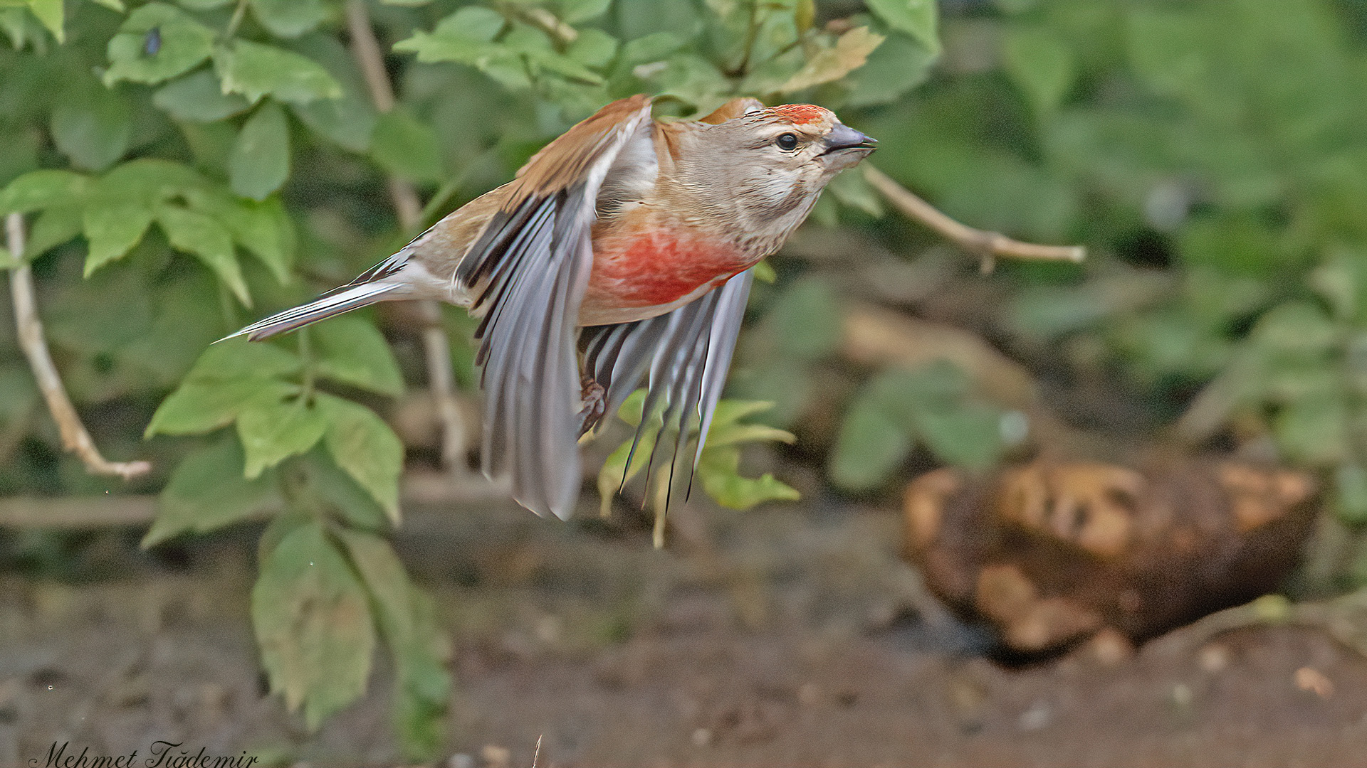 Common Linnet