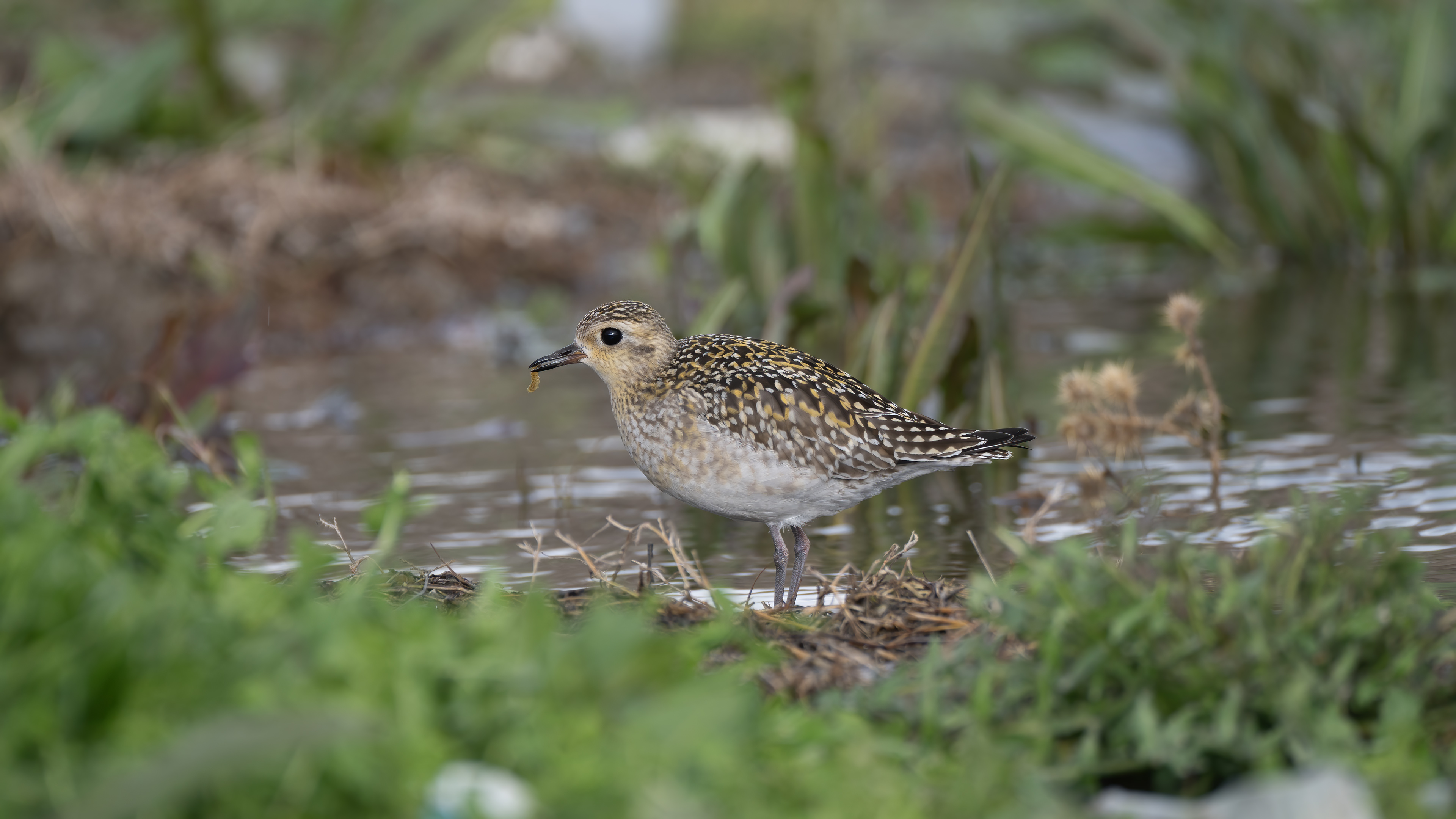 Pacific Golden Plover