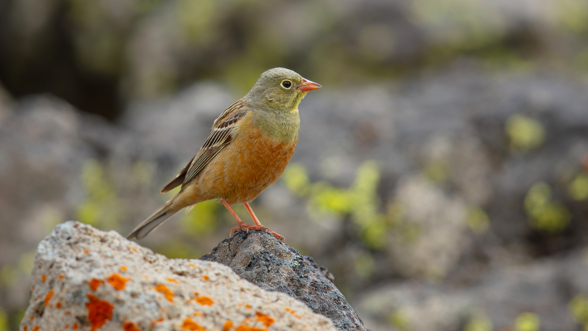 Ortolan Bunting