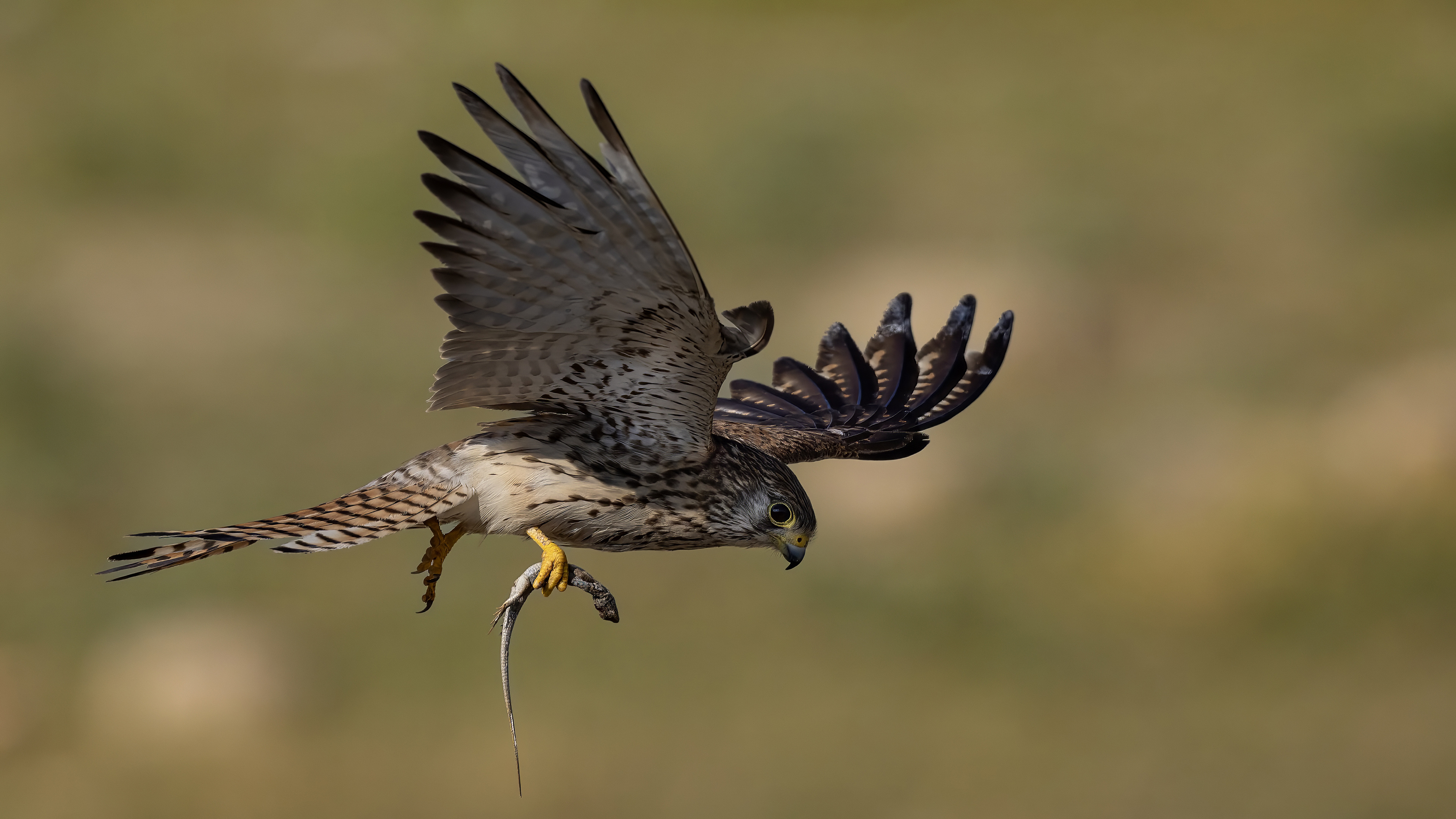 Lesser Kestrel
