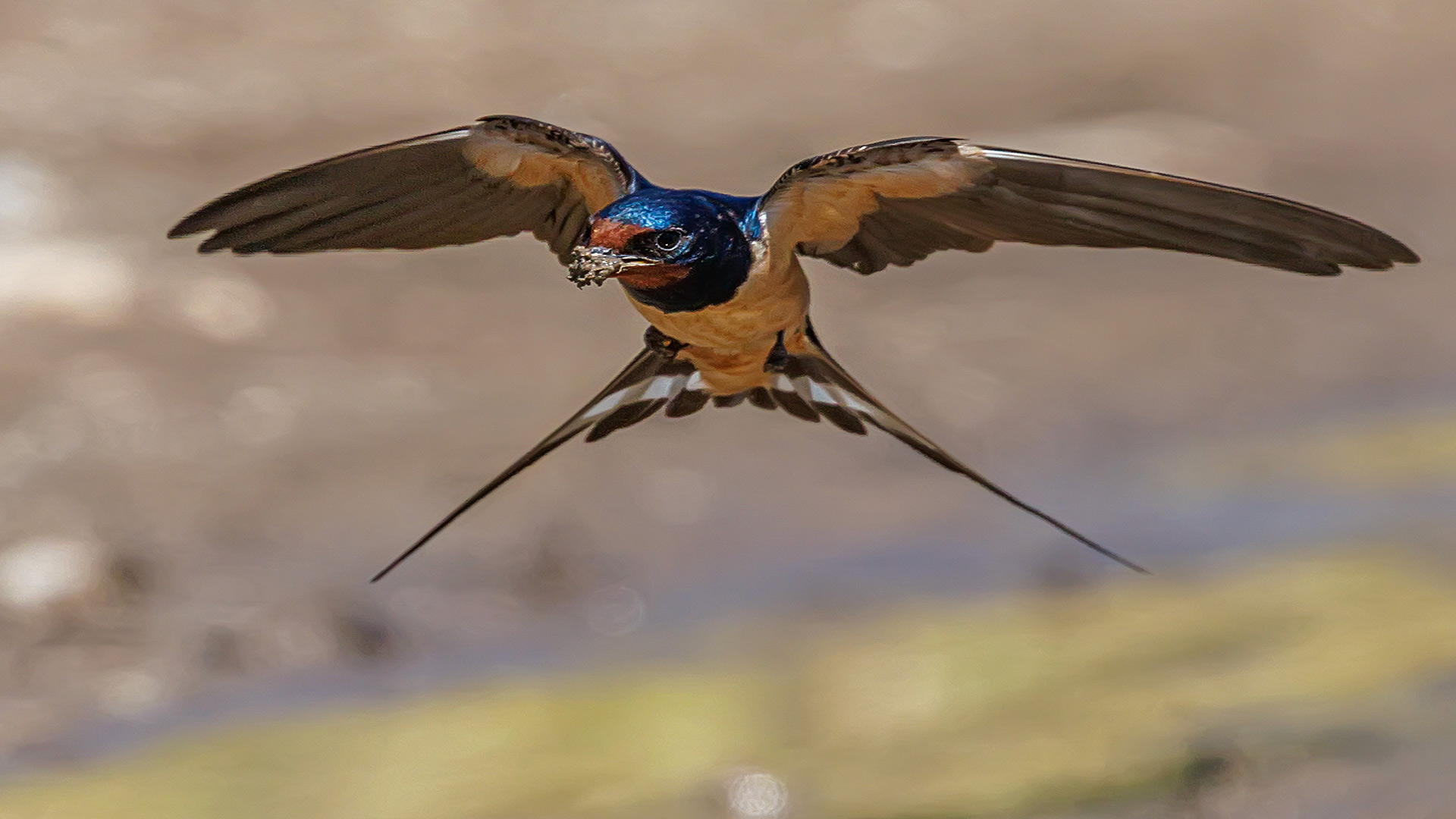 Kır kırlangıcı » Barn Swallow » Hirundo rustica
