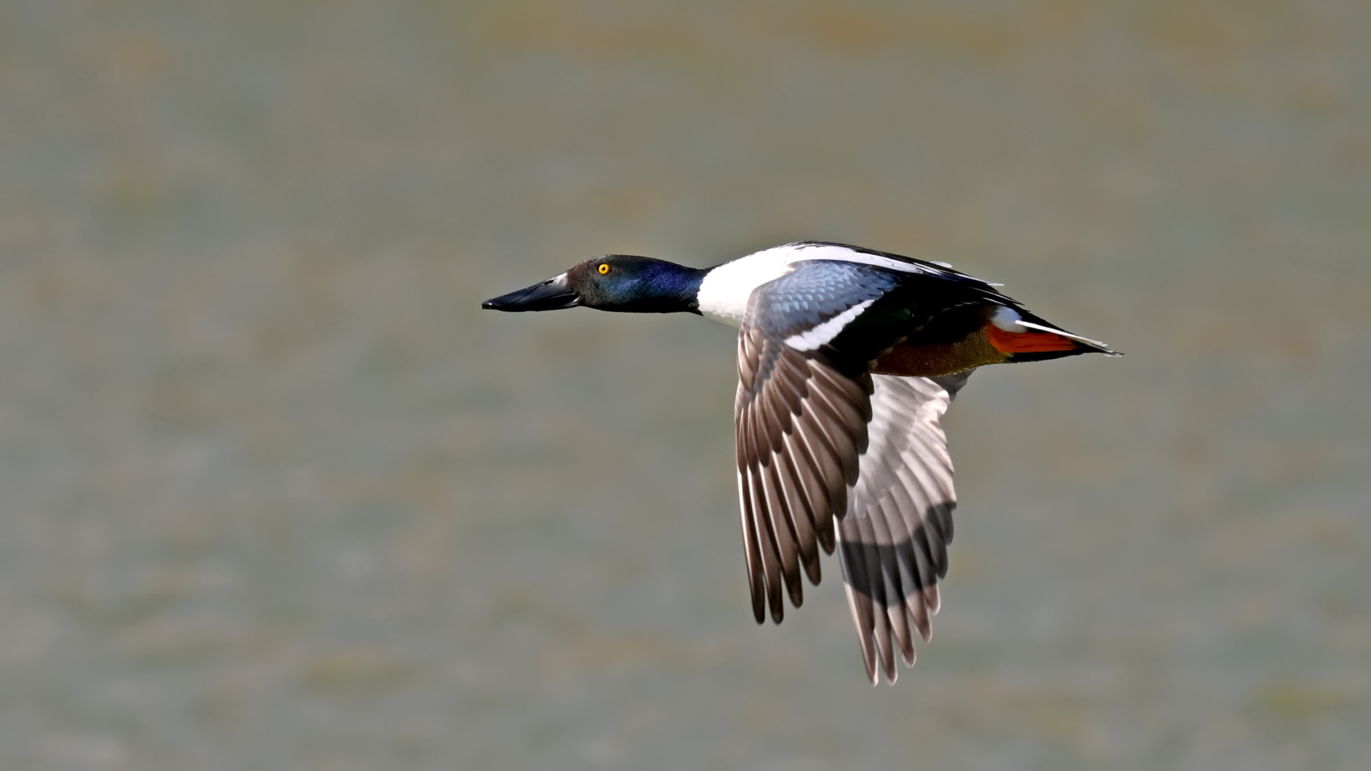Northern Shoveler