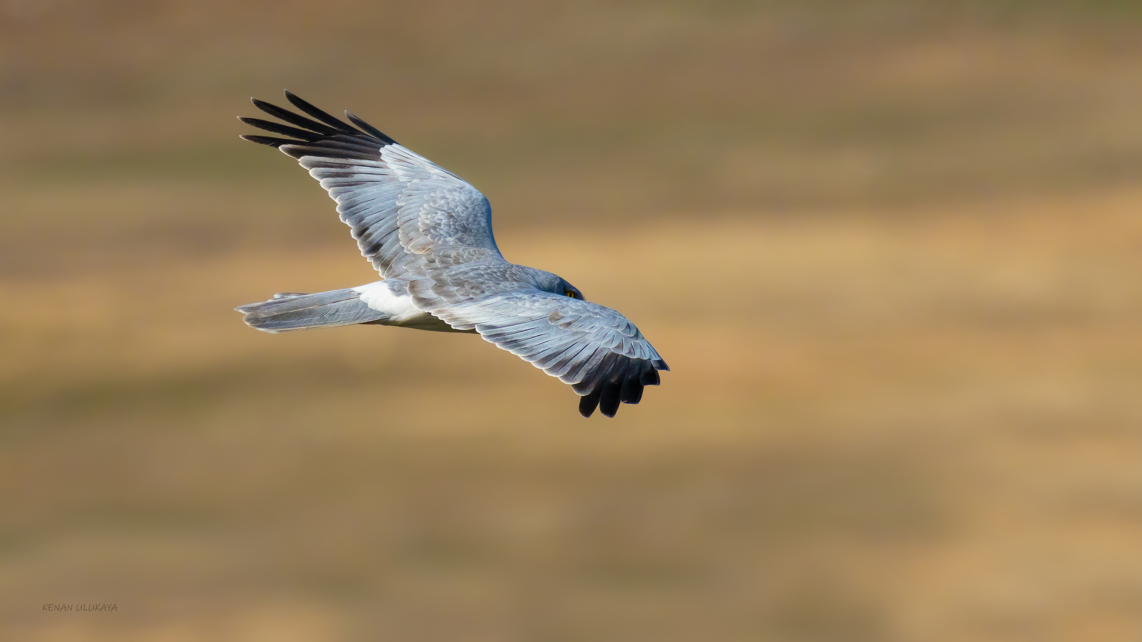 Hen Harrier