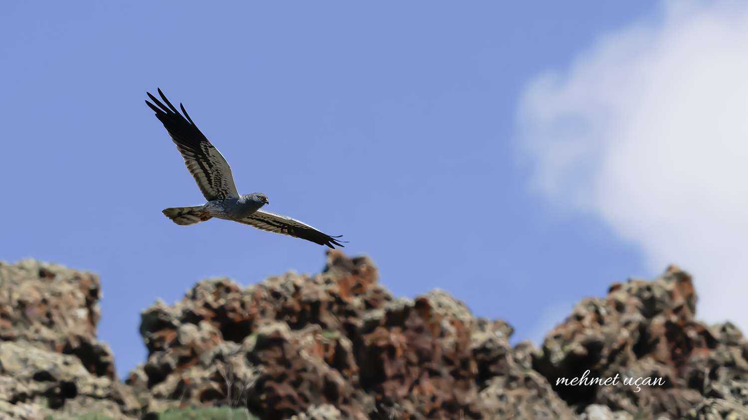 Montagu`s Harrier