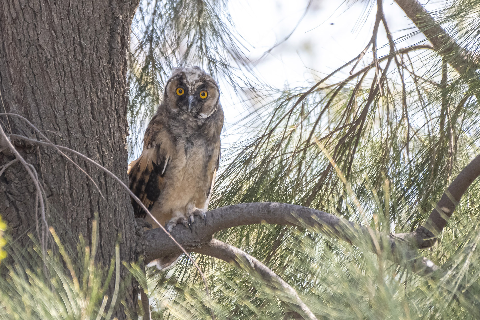 Long-eared Owl