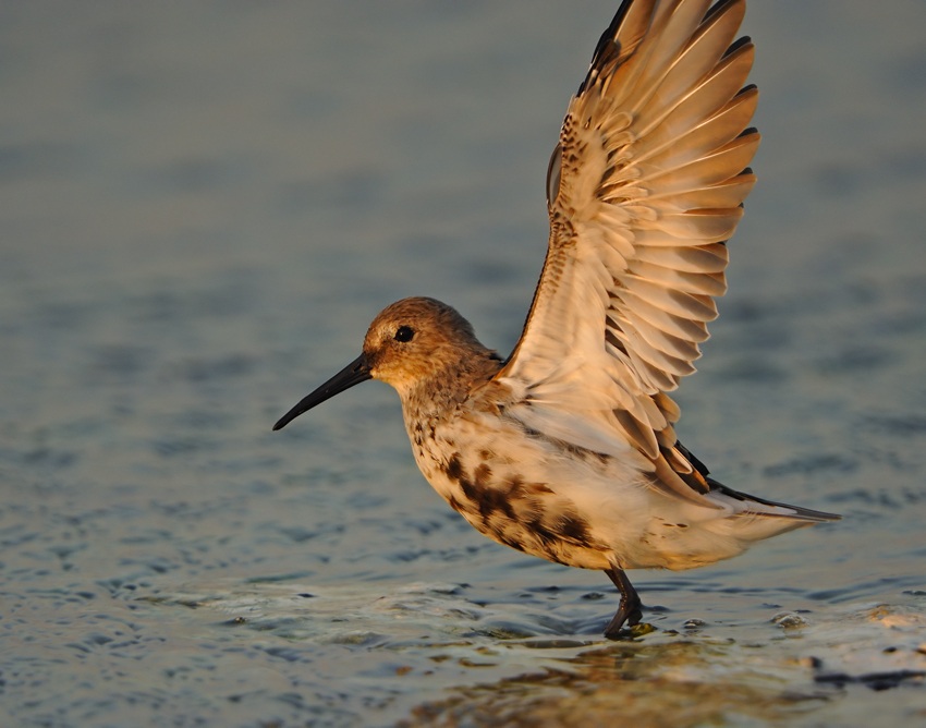 Karakarınlı kumkuşu