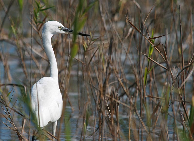 Küçük ak balıkçıl