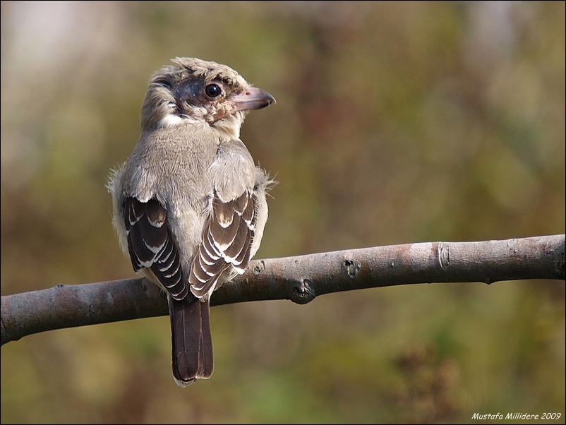 Karaalınlı örümcekkuşu