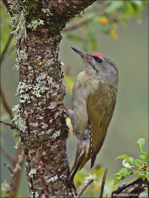 Küçük yeşil ağaçkakan