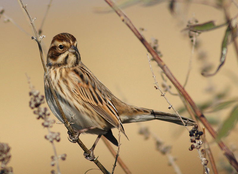 Bataklık Kirazkuşu