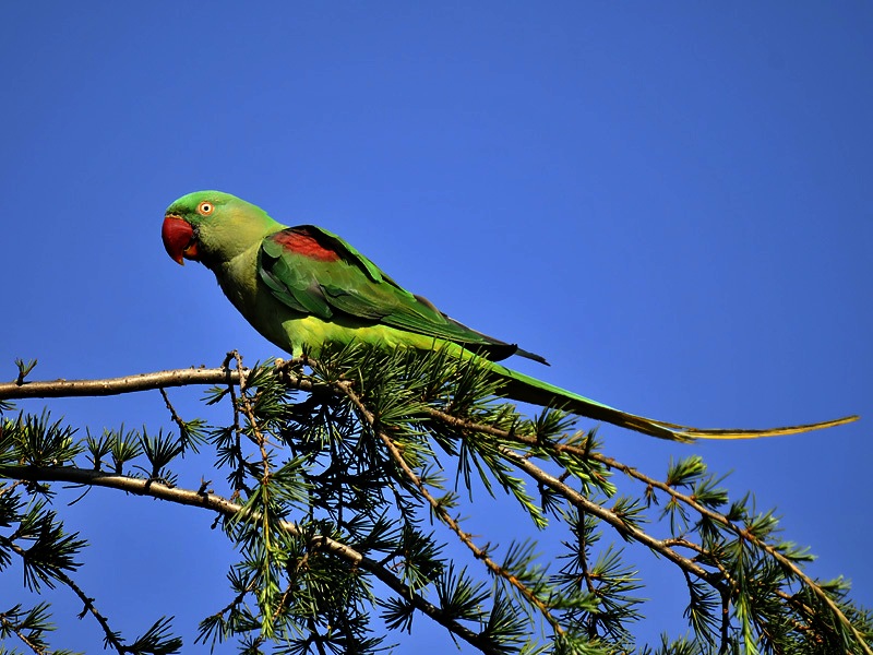 İskender papağanı