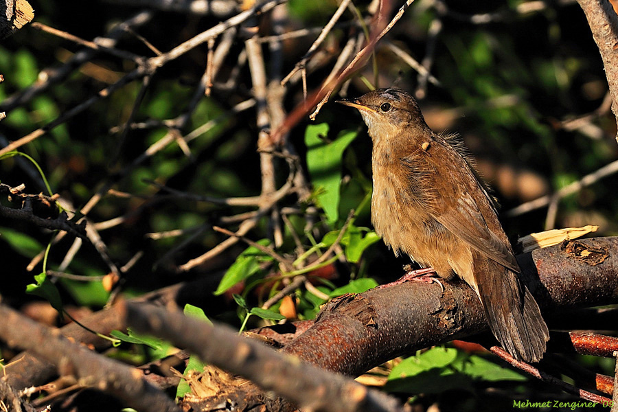 Bataklık kamışçını