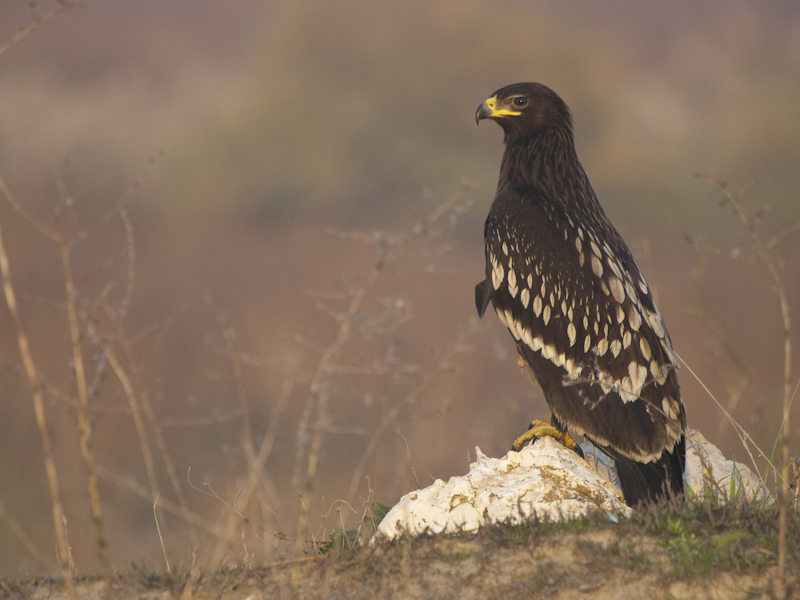 Büyük orman kartalı