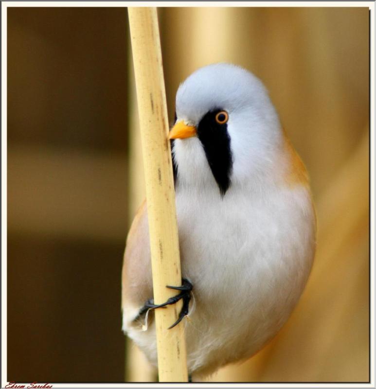 Bıyıklı baştankara