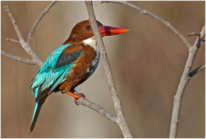 İzmir yalıçapkını