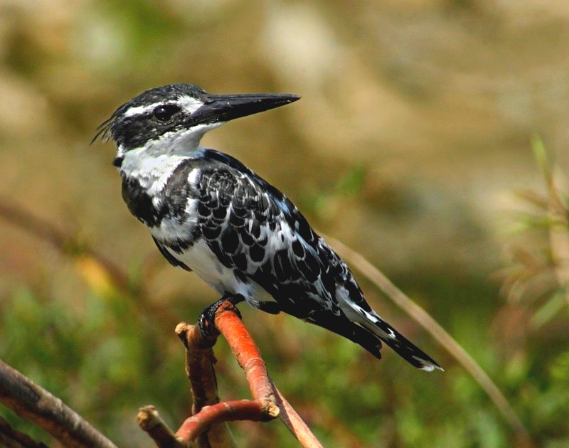 Alaca yalıçapkını