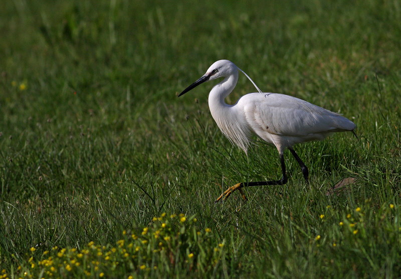 Küçük ak balıkçıl