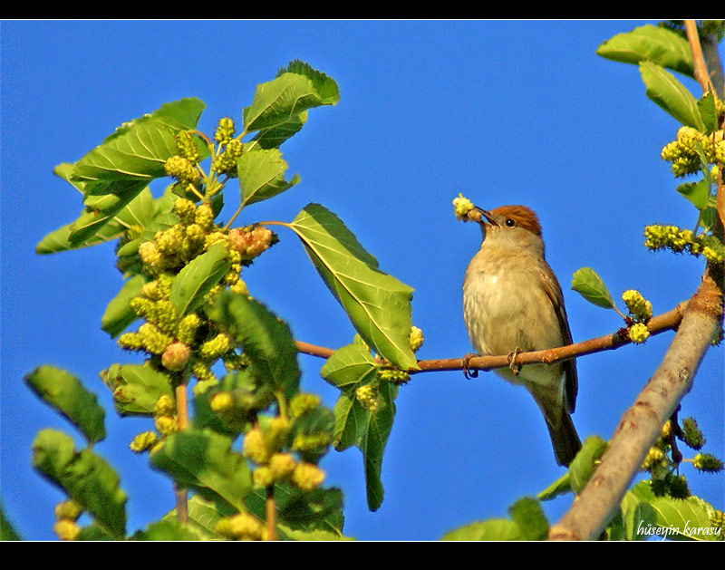 Karabaşlı ötleğen