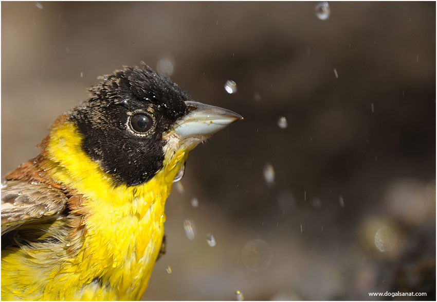 Karabaşlı kirazkuşu