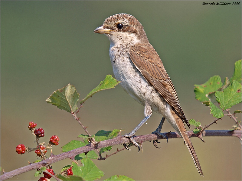 Kızılsırtlı örümcekkuşu