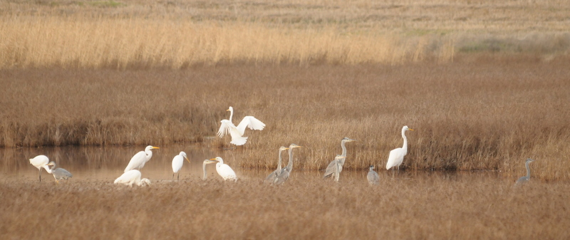 Büyük ak balıkçıl