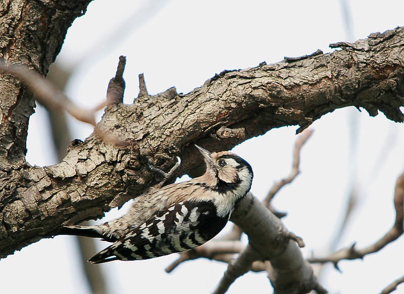 Küçük ağaçkakan