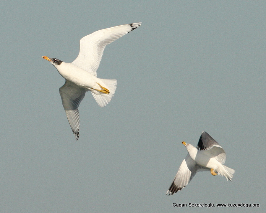 Büyük karabaş martı