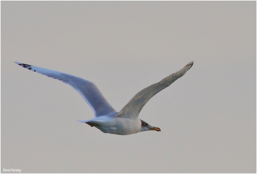Büyük karabaş martı
