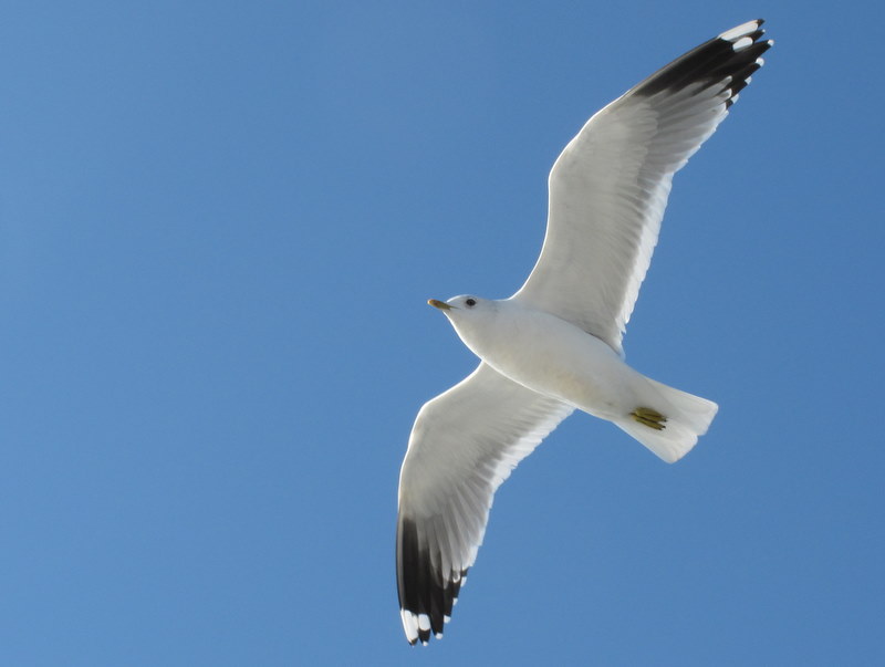 Küçük gümüş martı