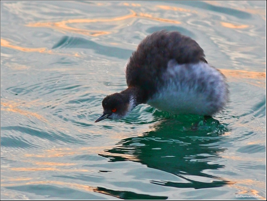 Karaboyunlu batağan