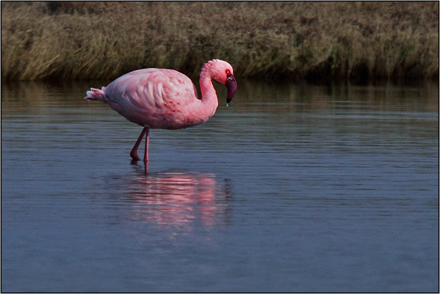 Küçük flamingo