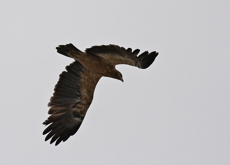 Büyük orman kartalı