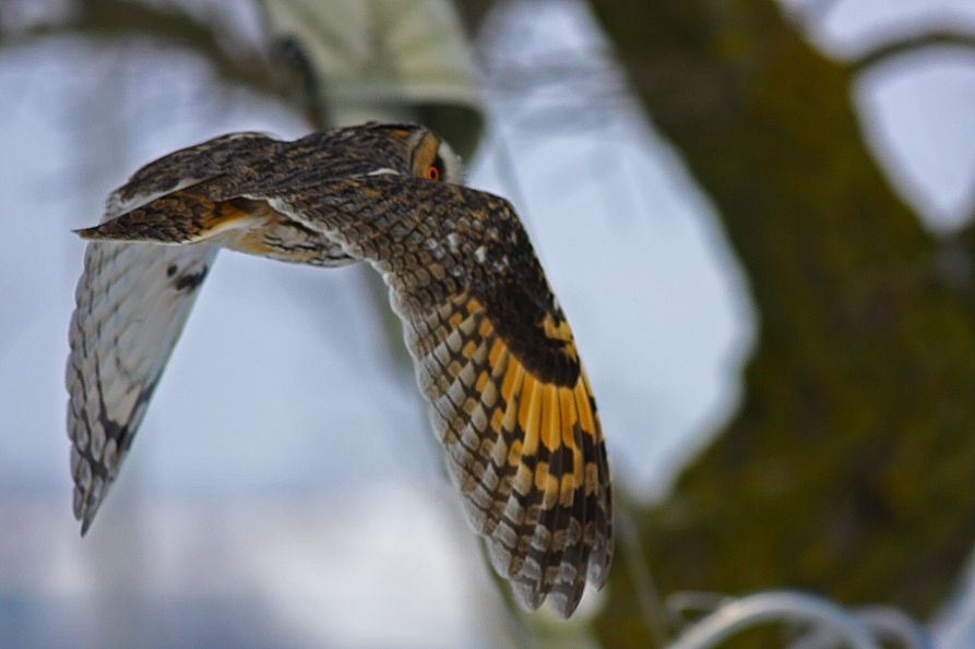 Kulaklı orman baykuşu