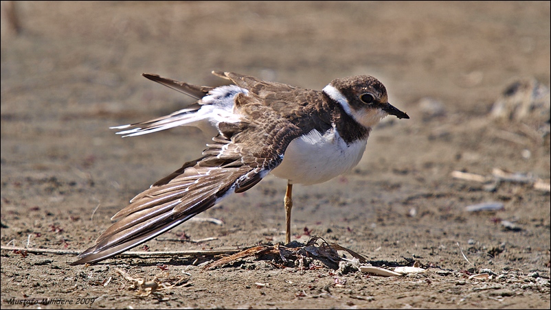 Halkalı küçük cılıbıt