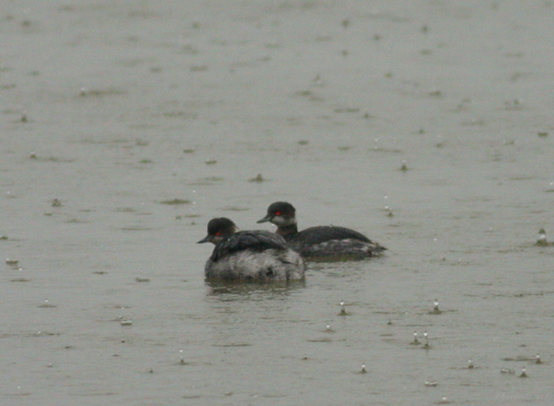 Karaboyunlu batağan