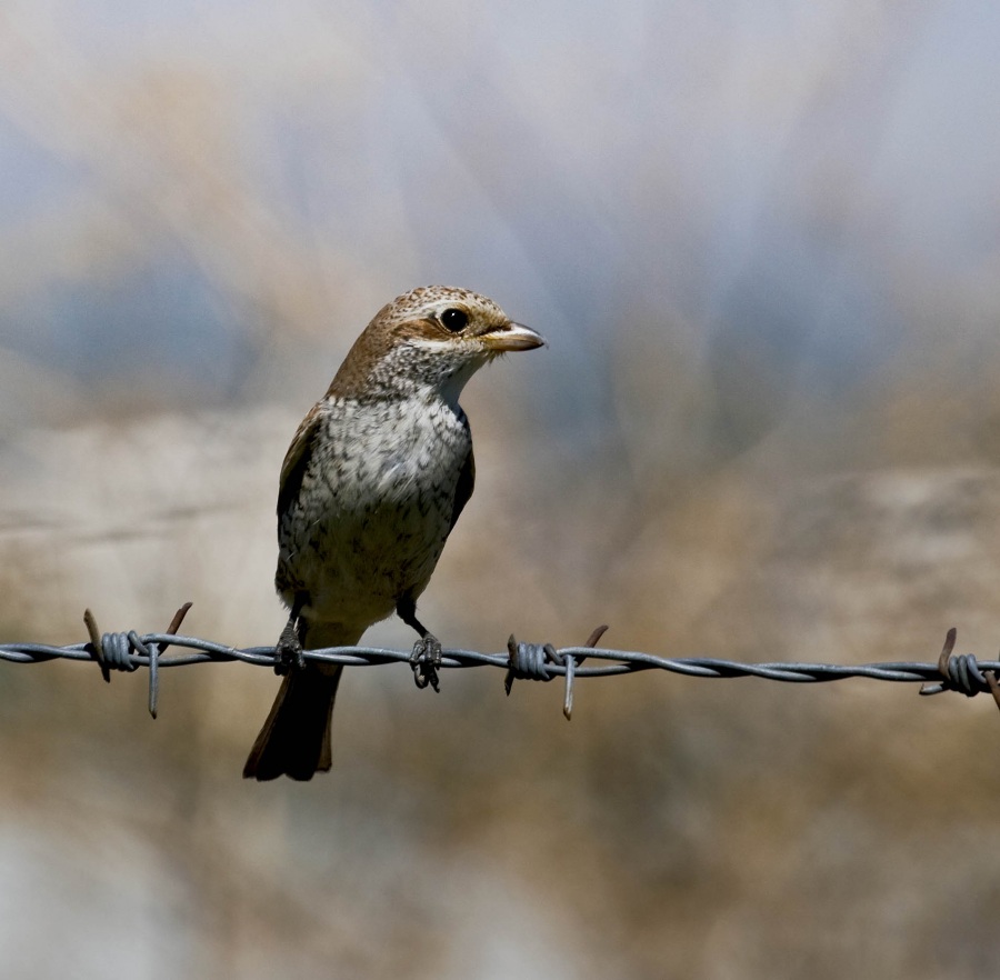 Kızılsırtlı örümcekkuşu