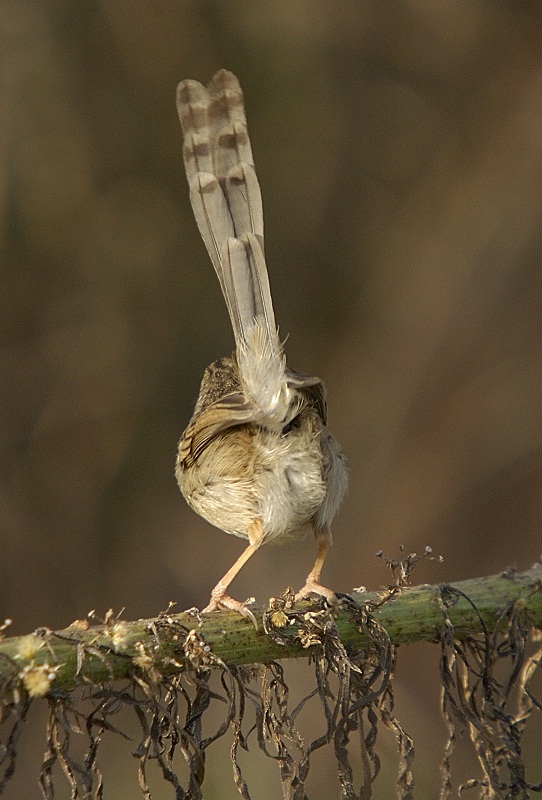 Dikkuyruklu ötleğen