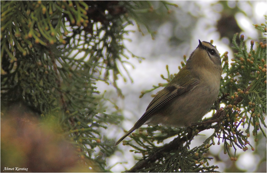 Sürmeli çalıkuşu