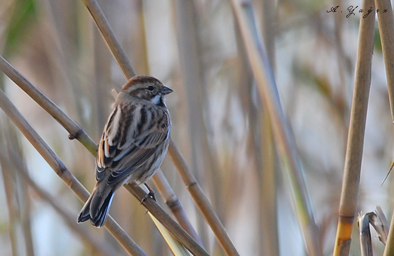Bataklık Kirazkuşu